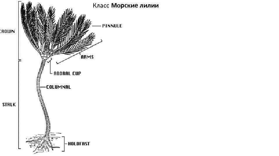 Класс Морские лилии 