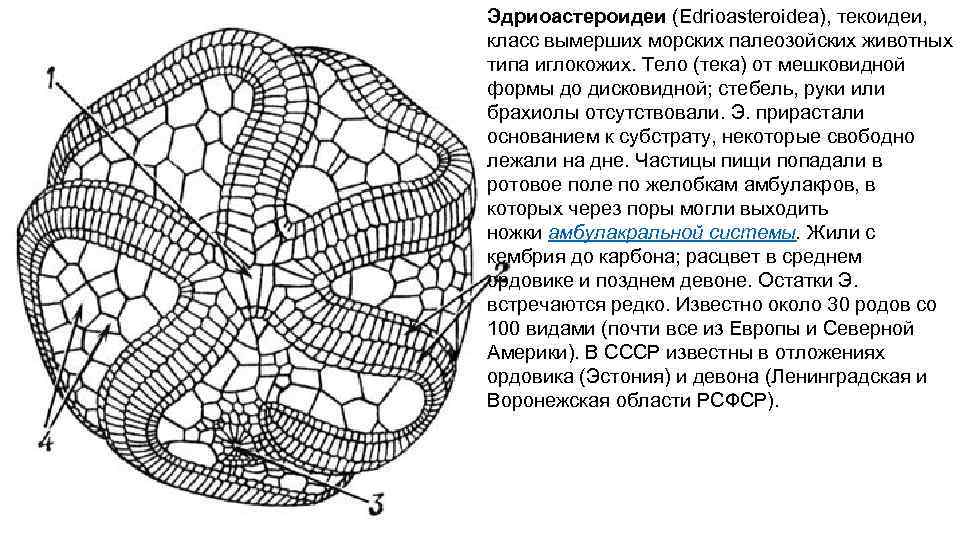 Эдриоастероидеи (Edrioasteroidea), текоидеи, класс вымерших морских палеозойских животных типа иглокожих. Тело (тека) от мешковидной