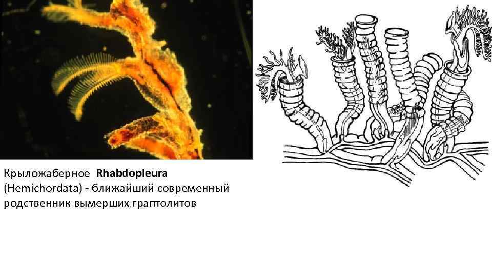 Крыложаберное Rhabdopleura (Hemichordata) - ближайший современный родственник вымерших граптолитов 