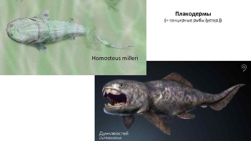 Плакодермы (= панцирные рыбы (устар. )) Homosteus milleri 