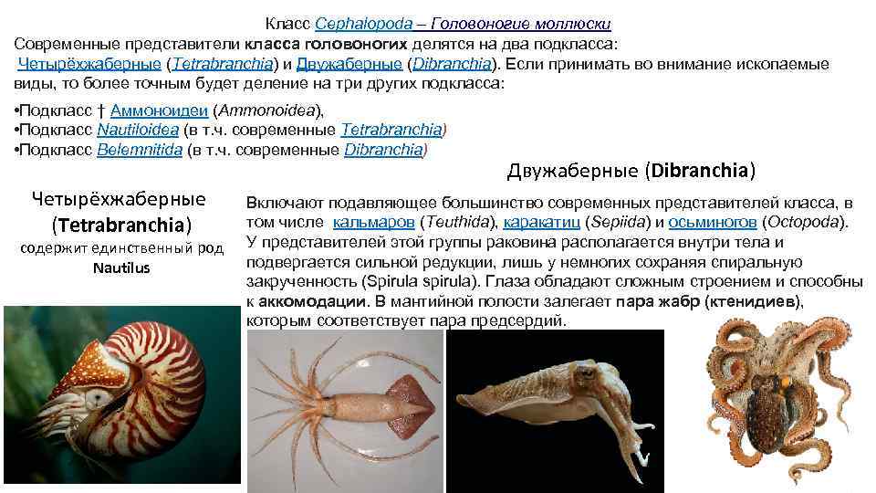 Класс Cephalopoda – Головоногие моллюски Современные представители класса головоногих делятся на два подкласса: Четырёхжаберные