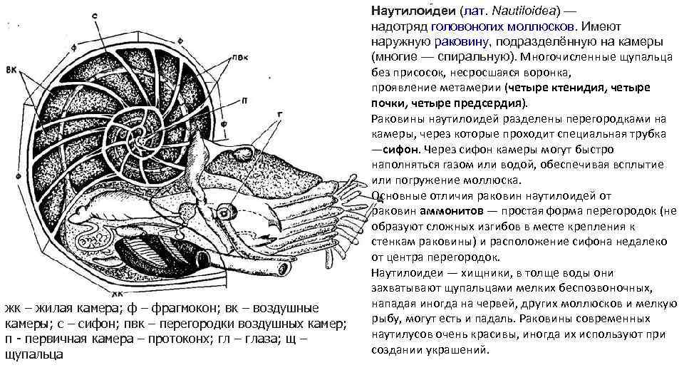 жк – жилая камера; ф – фрагмокон; вк – воздушные камеры; с – сифон;