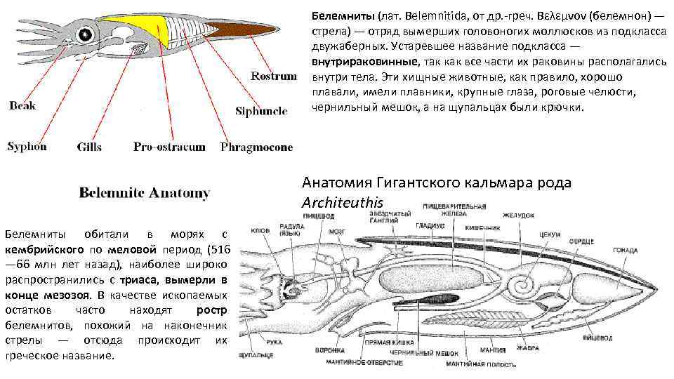 Белемниты (лат. Belemnitida, от др. -греч. Βελεμνoν (белемнон) — стрела) — отряд вымерших головоногих