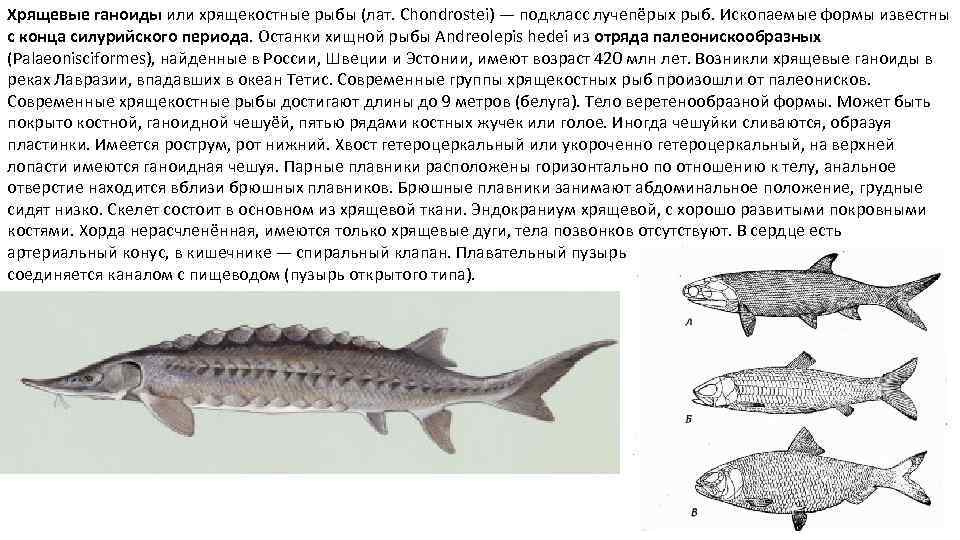 Хрящевые ганоиды или хрящекостные рыбы (лат. Chondrostei) — подкласс лучепёрых рыб. Ископаемые формы известны