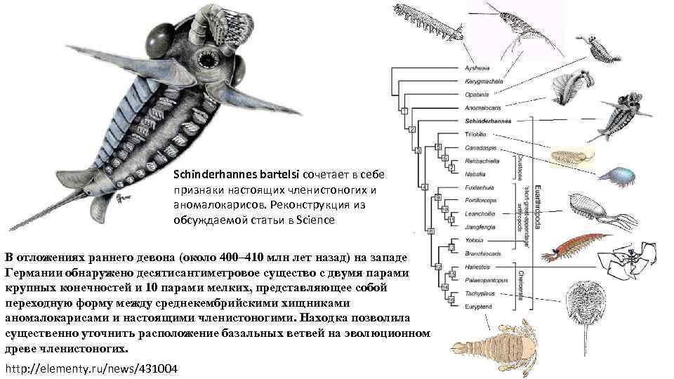 Schinderhannes bartelsi сочетает в себе признаки настоящих членистоногих и аномалокарисов. Реконструкция из обсуждаемой статьи