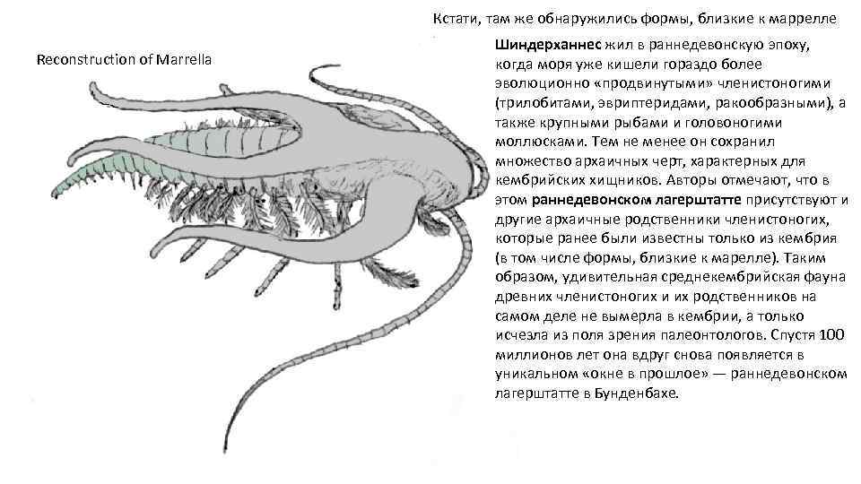 Кстати, там же обнаружились формы, близкие к маррелле Reconstruction of Marrella Шиндерханнес жил в