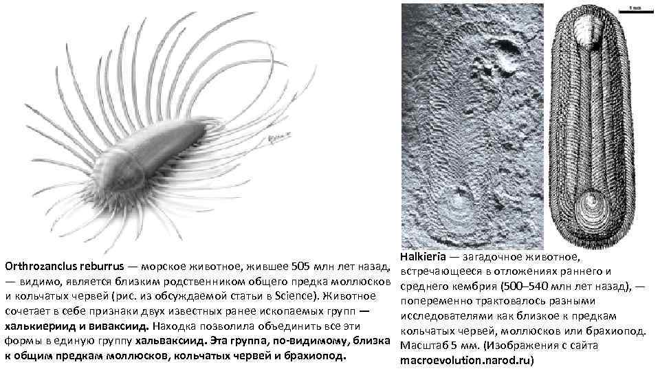 Halkieria — загадочное животное, Orthrozanclus reburrus — морское животное, жившее 505 млн лет назад,