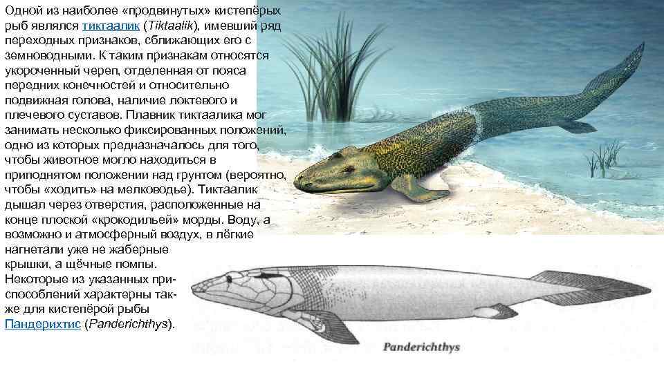 Одной из наиболее «продвинутых» кистепёрых рыб являлся тиктаалик (Tiktaalik), имевший ряд переходных признаков, сближающих