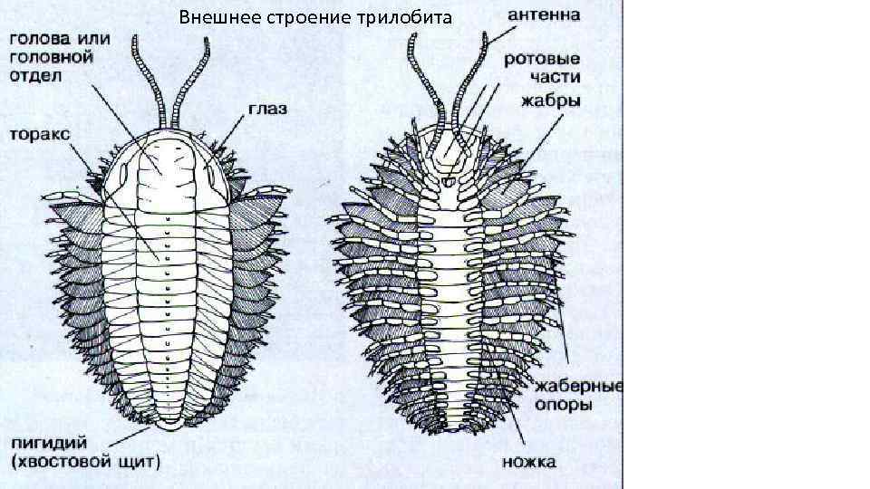 Внешнее строение трилобита 