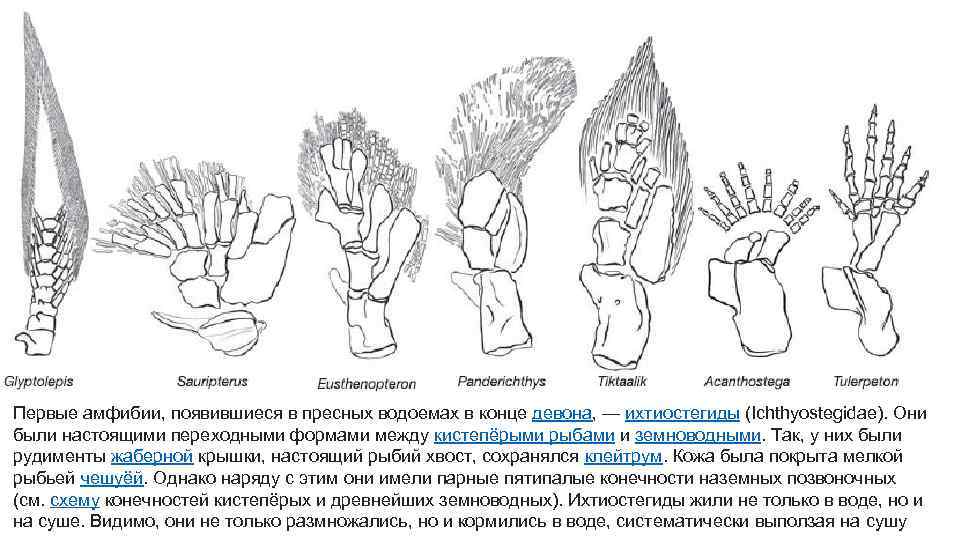 Первые амфибии, появившиеся в пресных водоемах в конце девона, — ихтиостегиды (Ichthyostegidae). Они были