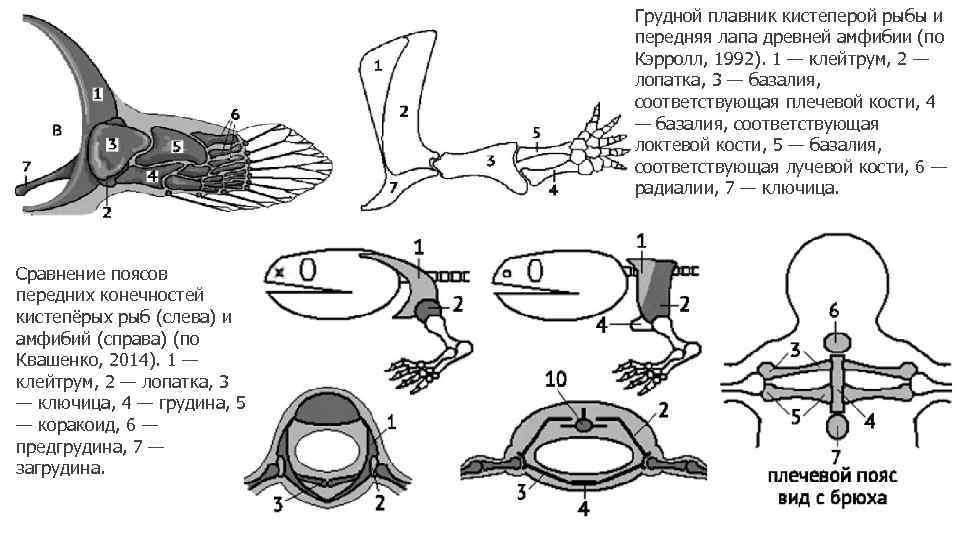 Грудной плавник кистеперой рыбы и передняя лапа древней амфибии (по Кэрролл, 1992). 1 —