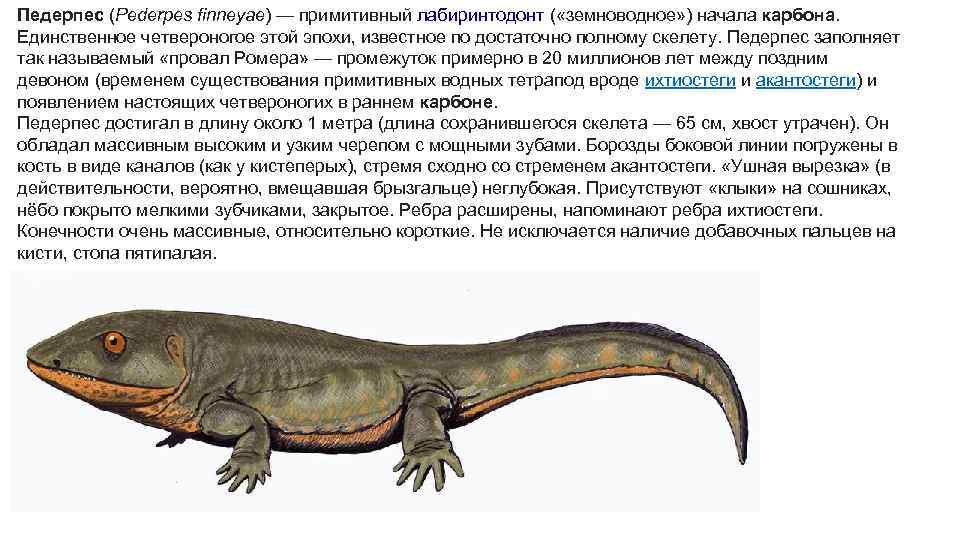Зигозавр. Амфибии Лабиринтодонты. Лабиринтодонты Триасового периода. Лабиринтодонты вымершие амфибии. Стегоцефалы и Лабиринтодонты.