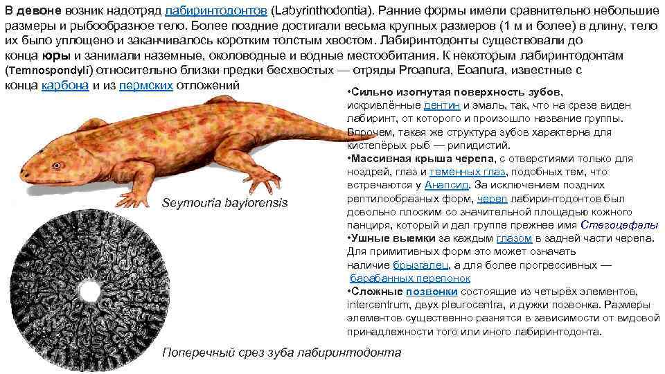 В девоне возник надотряд лабиринтодонтов (Labyrinthodontia). Ранние формы имели сравнительно небольшие размеры и рыбообразное