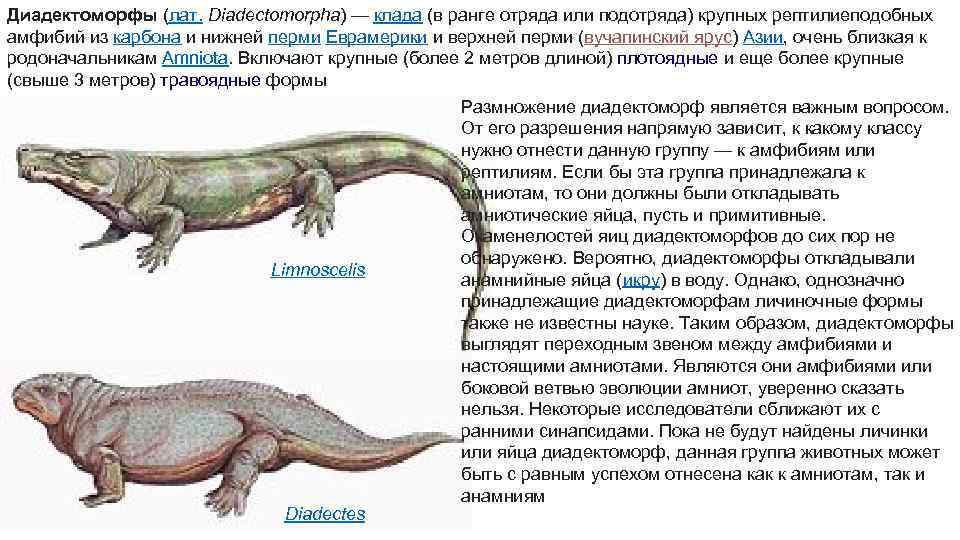 Диадектоморфы (лат. Diadectomorpha) — клада (в ранге отряда или подотряда) крупных рептилиеподобных амфибий из