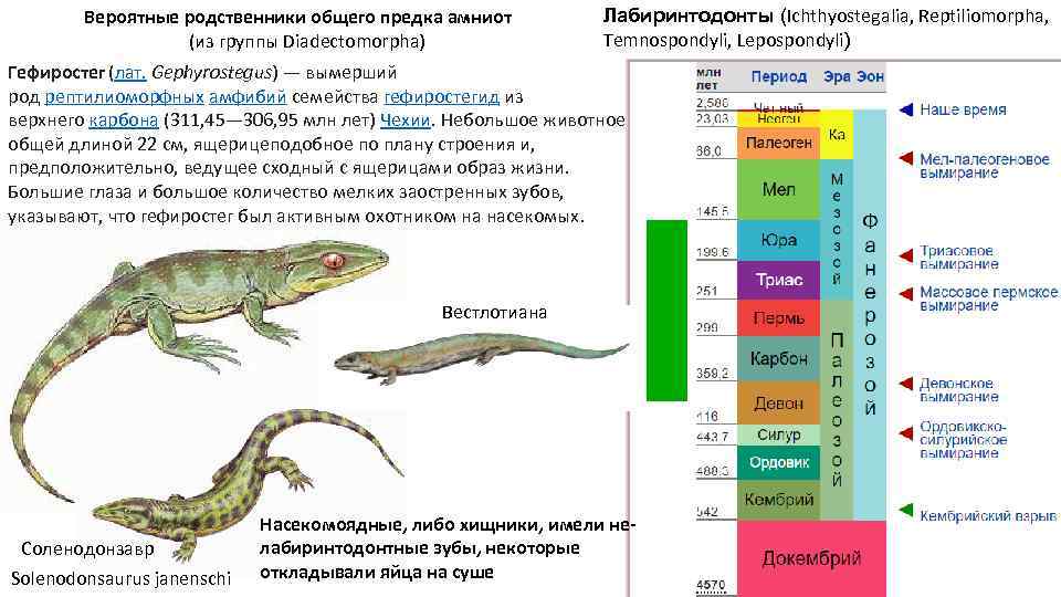 Вероятные родственники общего предка амниот (из группы Diadectomorpha) Лабиринтодонты (Ichthyostegalia, Reptiliomorpha, Temnospondyli, Lepospondyli) Гефиростег