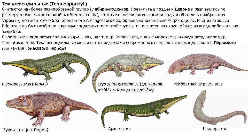 Темноспондильные (Temnospondyli) Считаются наиболее разнообразной группой лабиринтодонтов. Появились в позднем Девоне и различались по