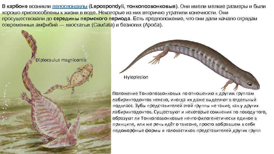 В карбоне возникли лепоспондилы (Lepospondyli, тонкопозвонковые). Они имели мелкие размеры и были хорошо приспособлены