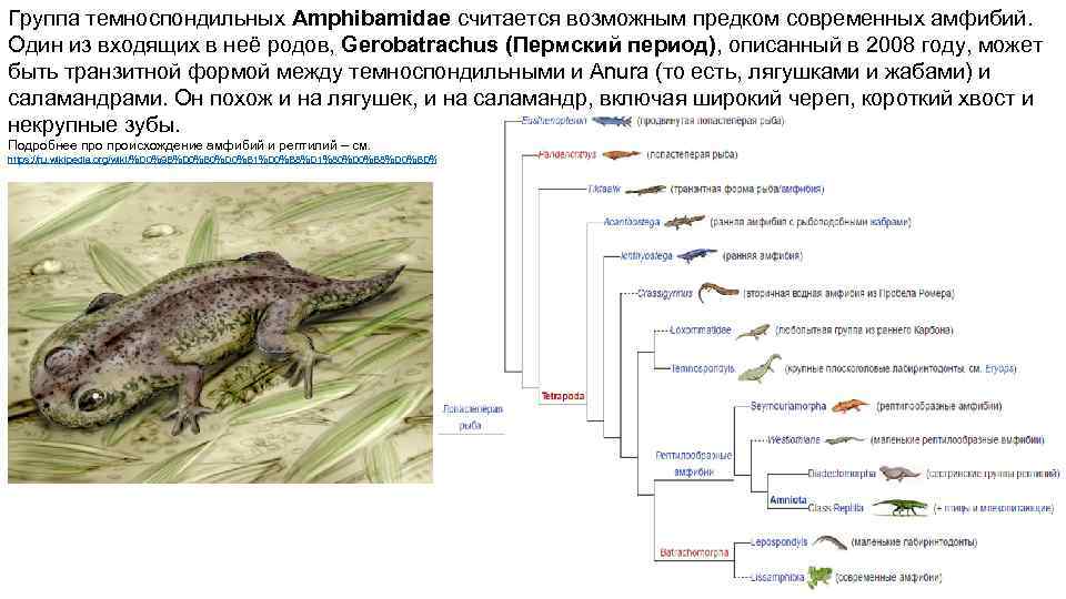 Группа темноспондильных Amphibamidae считается возможным предком современных амфибий. Один из входящих в неё родов,