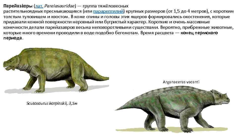 Парейаза вры (лат. Pareiasauridae) — группа тяжёловесных растительноядных пресмыкающихся (или парарептилий) крупных размеров (от