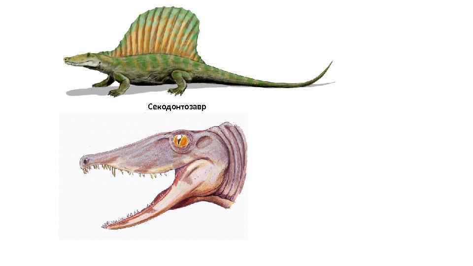 Секодонтозавр 