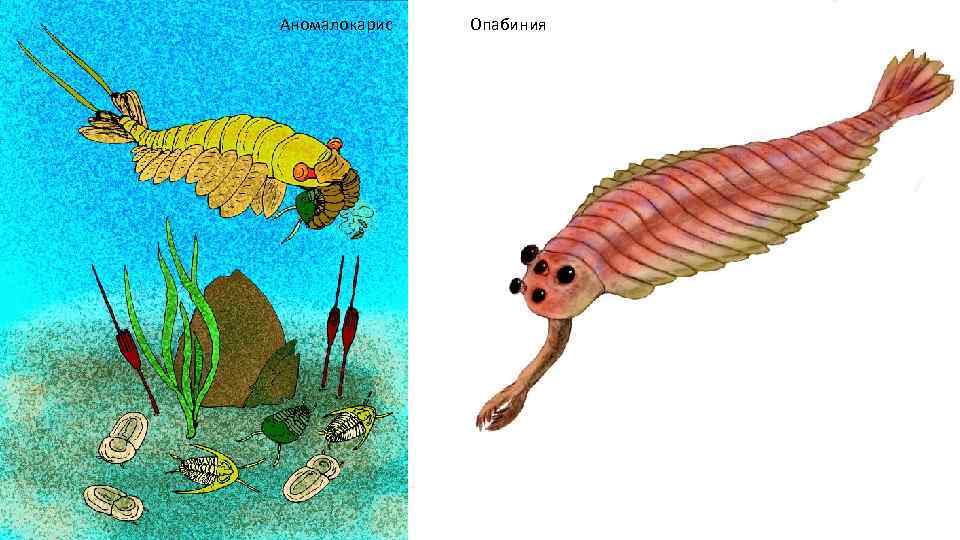 Аномалокарис Опабиния 