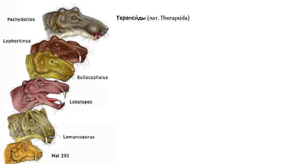 Терапси ды (лат. Therapsida) 