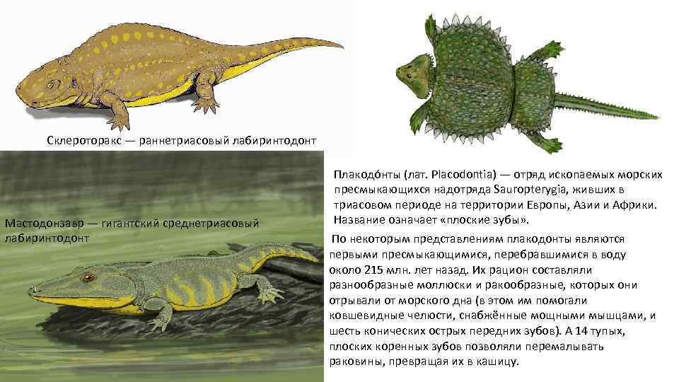 Склероторакс — раннетриасовый лабиринтодонт Мастодонзавр — гигантский среднетриасовый лабиринтодонт Плакодо нты (лат. Placodontia) —