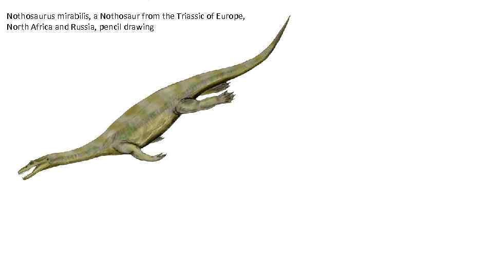 Nothosaurus mirabilis, a Nothosaur from the Triassic of Europe, North Africa and Russia, pencil