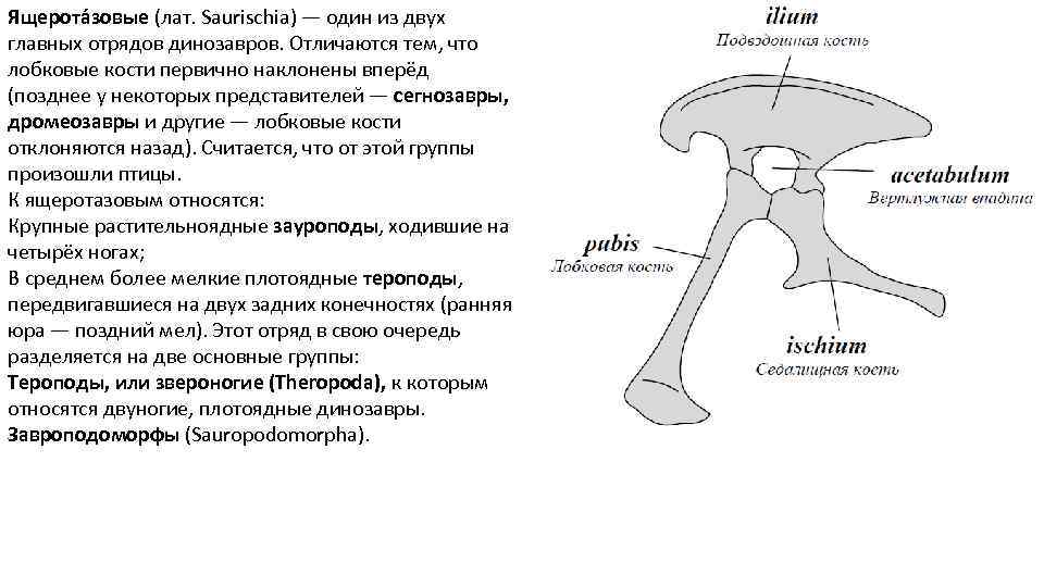 Ящерота зовые (лат. Saurischia) — один из двух главных отрядов динозавров. Отличаются тем, что