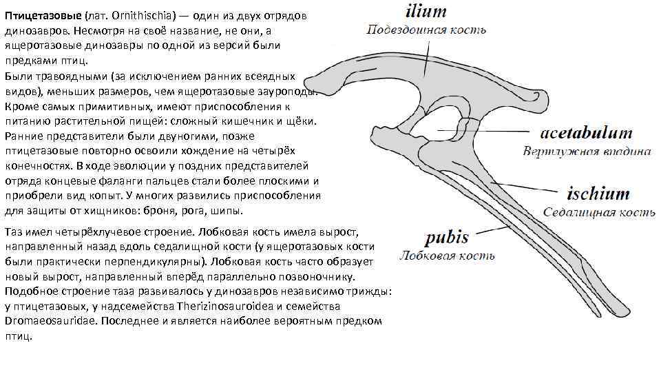 Птицетазовые (лат. Ornithischia) — один из двух отрядов динозавров. Несмотря на своё название, не