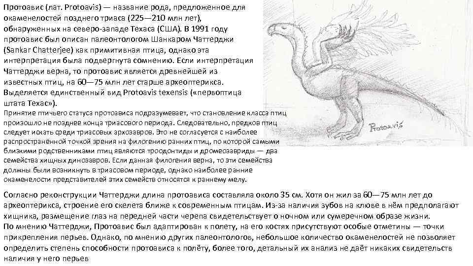 Протоавис (лат. Protoavis) — название рода, предложенное для окаменелостей позднего триаса (225— 210 млн