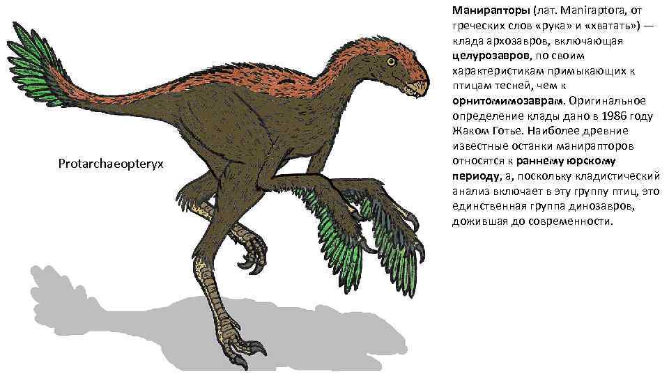 Protarchaeopteryx Манирапторы (лат. Maniraptora, от греческих слов «рука» и «хватать» ) — клада архозавров,