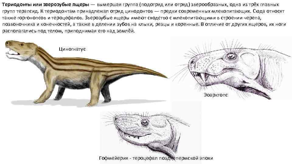 Териодонты или зверозубые ящеры — вымершая группа (подотряд или отряд) зверообразных, одна из трёх