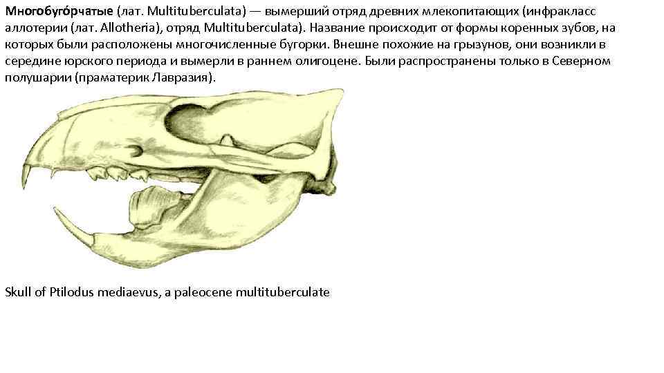 Многобуго рчатые (лат. Multituberculata) — вымерший отряд древних млекопитающих (инфракласс аллотерии (лат. Allotheria), отряд