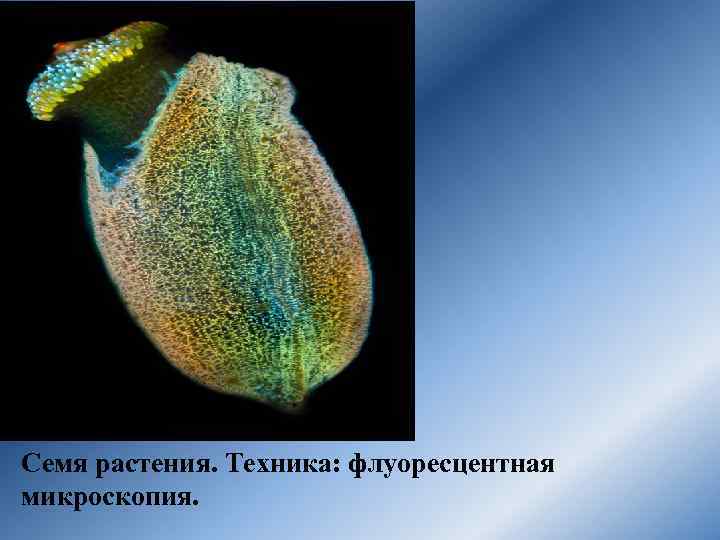 Семя растения. Техника: флуоресцентная микроскопия. 