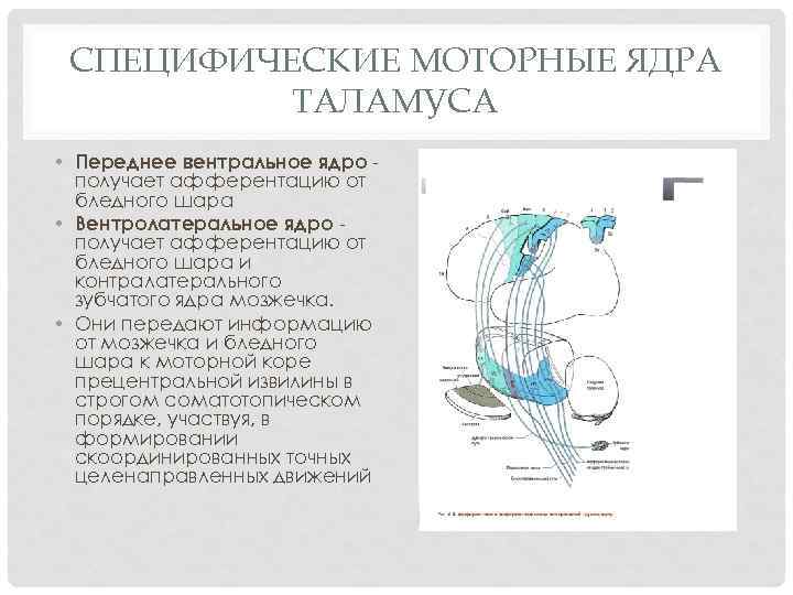 СПЕЦИФИЧЕСКИЕ МОТОРНЫЕ ЯДРА ТАЛАМУСА • Переднее вентральное ядро получает афферентацию от бледного шара •