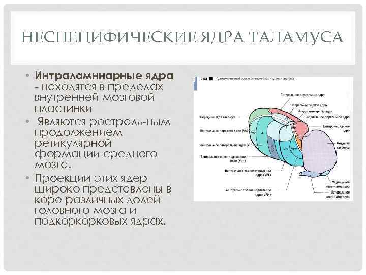 НЕСПЕЦИФИЧЕСКИЕ ЯДРА ТАЛАМУСА • Интраламннарные ядра находятся в пределах внутренней мозговой пластинки • Являются