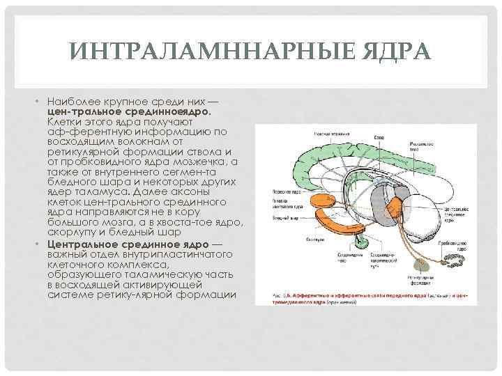 ИНТРАЛАМННАРНЫЕ ЯДРА • Наиболее крупное среди них — цен тральное срединноеядро. Клетки этого ядра