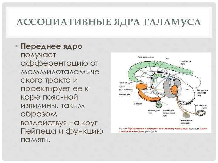 АССОЦИАТИВНЫЕ ЯДРА ТАЛАМУСА • Переднее ядро получает афферентацию от маммилоталамиче ского тракта и проектирует