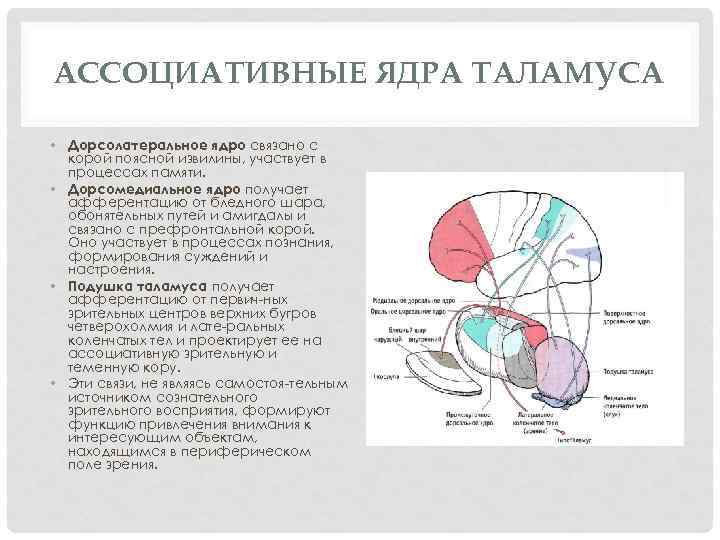 АССОЦИАТИВНЫЕ ЯДРА ТАЛАМУСА • Дорсолатеральное ядро связано с корой поясной извилины, участвует в процессах