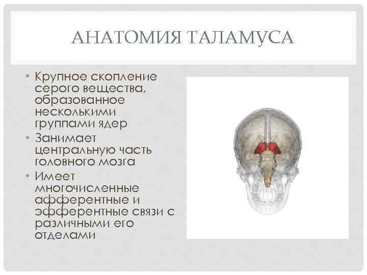 АНАТОМИЯ ТАЛАМУСА • Крупное скопление серого вещества, образованное несколькими группами ядер • Занимает центральную