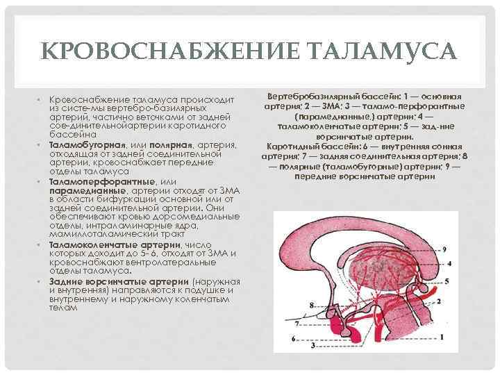 КРОВОСНАБЖЕНИЕ ТАЛАМУСА • Кровоснабжение таламуса происходит из систе мы вертебро базилярных артерий, частично веточками