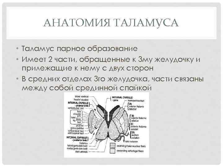 АНАТОМИЯ ТАЛАМУСА • Таламус парное образование • Имеет 2 части, обращенные к 3 му