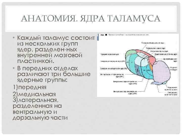 АНАТОМИЯ. ЯДРА ТАЛАМУСА • Каждый таламус состоит из нескольких групп ядер, разделен ных внутренней