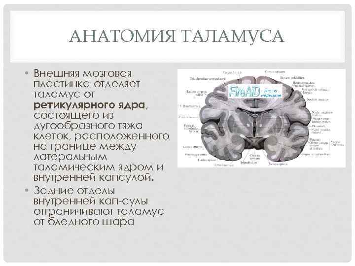 АНАТОМИЯ ТАЛАМУСА • Внешняя мозговая пластинка отделяет таламус от ретикулярного ядра, состоящего из дугообразного