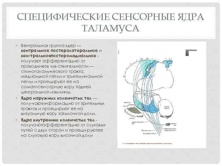 СПЕЦИФИЧЕСКИЕ СЕНСОРНЫЕ ЯДРА ТАЛАМУСА • Вентральная группа ядер — вентральное постеролатеральное и вен тральноепостеромедиальное