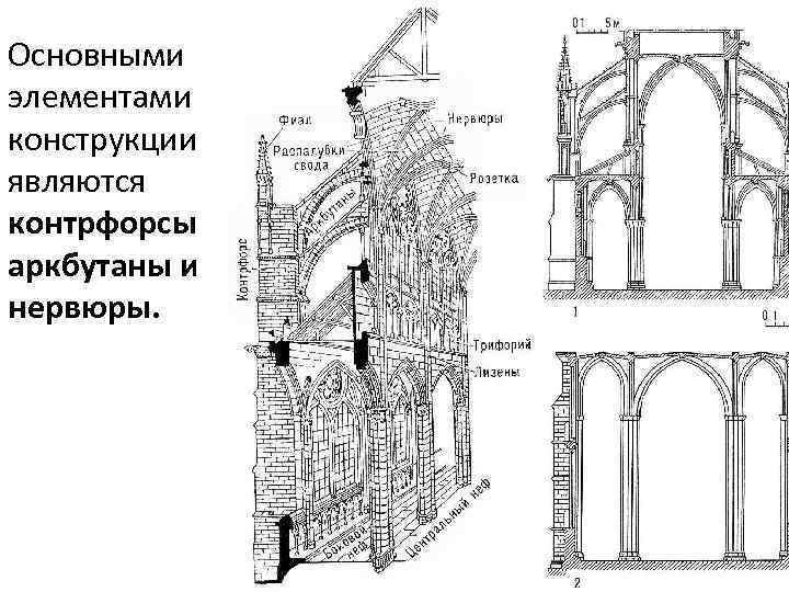 Схема контрфорсов анатомия