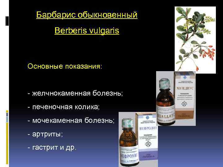 Барбарис обыкновенный Berberis vulgaris Основные показания: - желчнокаменная болезнь; - печеночная колика; - мочекаменная