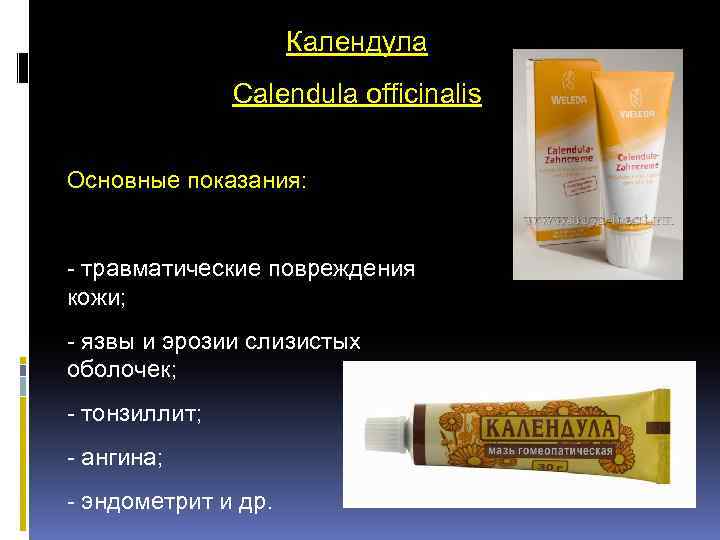 Календула Calendula officinalis Основные показания: - травматические повреждения кожи; - язвы и эрозии слизистых