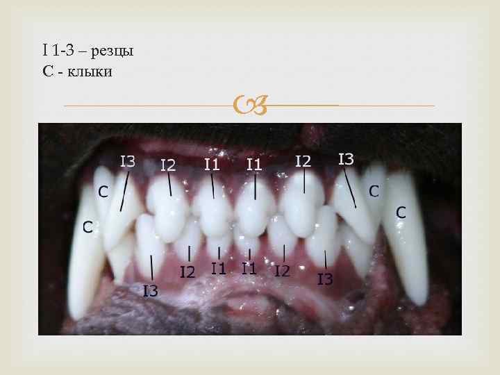 I 1 -3 – резцы С - клыки 